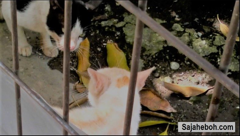 Rasa Pelik Bila Jiran Letak Makanan Kucing Depan Rumah Kami Tiap Hari, Akhirnya Suami Pasang CCTV 