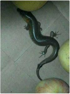 Jutawan Ini Membeli Seekor “Haiwan Misteri” Daripada Petani, Namun Lepas Mengetahui Keistimewaannya, Mereka Sangat Menyesal Sebab Sudah Menjualnya!