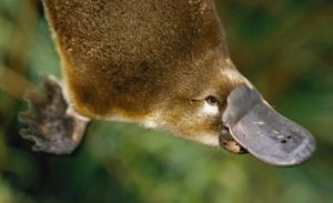 Gadis Bawa Anak Itik Pulang, Ibunya Terus Pucat Melihatnya Dan Bawa Gadis Itu Ke Hospital!