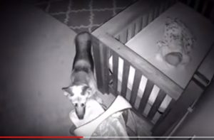 SAJAHEBOH.COM - CCTV Merakam Anjing Masuk Bilik Bayi Setiap Malam. Apa Yang Dilakukannya Sangat Memeranjatkan!
