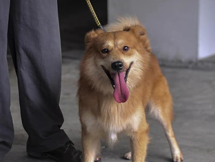 SAJAHEBOH.COM - Anjing Menang Kes Mahkamah - Ahli Perniagaan Didenda RM8000 Kerana Pukul Anjing Guna Topi Keledar