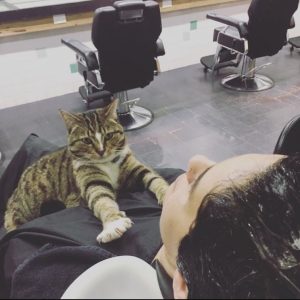 SAJAHEBOH.COM - Kucing Bekerja Di Sebuah Salun Rambut, Tak Pernah Cuti Walaupun Sehari Sepanjang 4 Tahun
