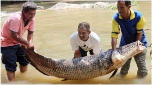 SAJAHEBOH.COM - Ikan Air Tawar Raksasa Ini Sangat Ditakuti Ikan Piranha, Ikan Berasal Dari Sungai Amazon Ini Pernah Dijumpai Di Kedah!