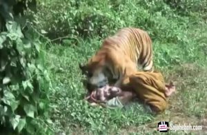 SAJAHEBOH.COM - Video Menakutkan Saat Cemas Lelaki Diterkam Harimau Hingga Terjatuh, Namun Rupanya Aksi Harimau Itu Mempunyai Misteri Yang Mengejutkan Netizen SAJAHEBOH.COM SAJAHEBOH.COM