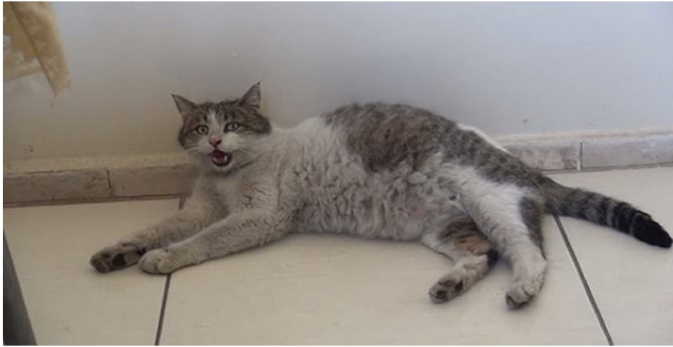SAJAHEBOH.COM - Kucing Sarat Hamil Pergi Ke Klinik Kesihatan Sendirian Dan Mengiau Minta Pertolongan