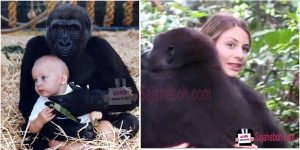 SAJAHEBOH.COM - Wanita Bertemu Semula Dengan Gorila Yang Menjadi Teman Bermainnya Dahulu Selepas 15 Tahun