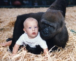 SAJAHEBOH.COM - Wanita Bertemu Semula Dengan Gorila Yang Menjadi Teman Bermainnya Dahulu Selepas 15 Tahun