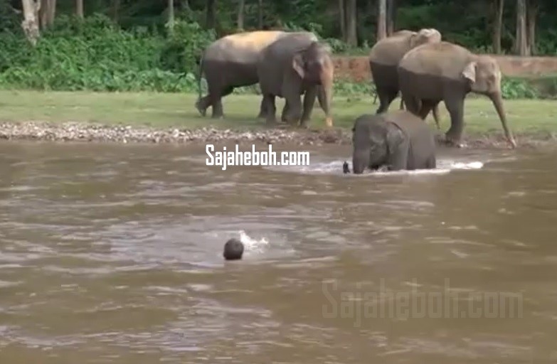 SAJAHEBOH.COM - Anak Gajah Nampak Lelaki Lemas Di Sungai, Tanpa Berfikir Panjang Anak Gajah Ini Berlari Ke Arah Lelaki Tersebut https://www.facebook.com/sajaheboh/ SAJAHEBOH.COM