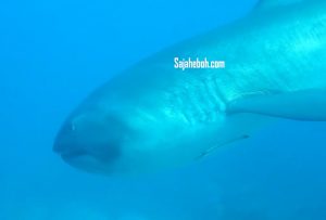 SAJAHEBOH.COM - Spesis Jerung Paling Sukar Ditemui Berjaya Dijumpai Oleh Seorang Penyelam Di Komodo Island https://www.facebook.com/sajaheboh