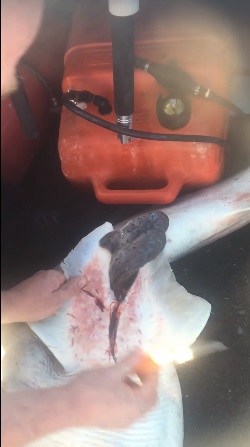 SAJAHEBOH.COM - Nelayan Menyedari Perut Jerung Yang Telah Mati Bergerak-Gerak. Dia Membelahnya Dan Terkejut Melihat Isi Di Dalamnya!