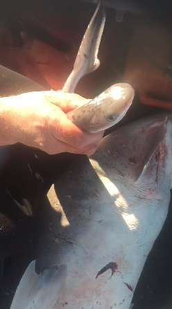 SAJAHEBOH.COM - Nelayan Menyedari Perut Jerung Yang Telah Mati Bergerak-Gerak. Dia Membelahnya Dan Terkejut Melihat Isi Di Dalamnya!