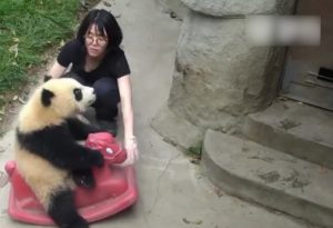 SAJAHEBOH.COM - Aksi Comel Anak Panda Tunggang Kuda Goyang Menarik Perhatian Ramai Like Facebook Page : https://www.facebook.com/sajaheboh SAJA HEBOH