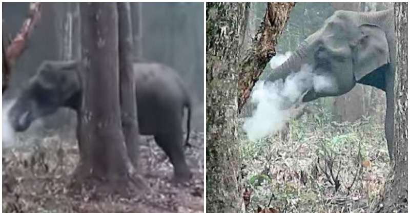 SAJAHEBOH.COM - Kejadian Aneh Seekor Gajah Dilihat Sedang Merokok Di Sebuah Hutan