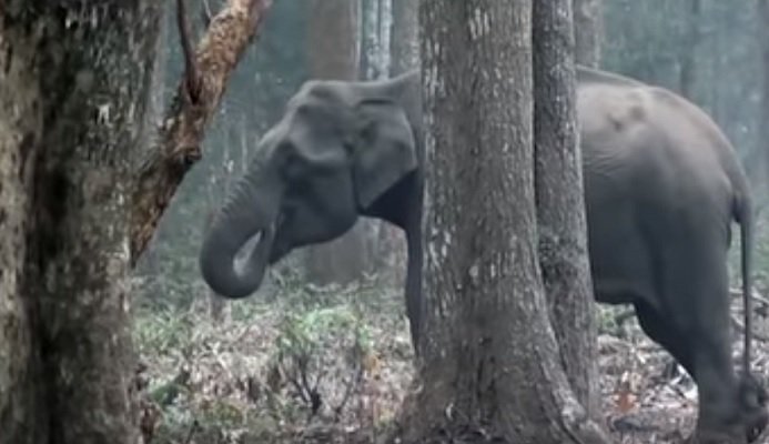 SAJAHEBOH.COM - Kejadian Aneh Seekor Gajah Dilihat Sedang Merokok Di Sebuah Hutan