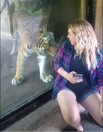 SAJAHEBOH.COM - Wanita Hamil Mendekati Harimau Untuk Mengambil Gambar Di Zoo, Tanpa Diduga Harimau Tersebut Bertindak Di Luar Jangkaan LIKE PAGE: https://www.facebook.com/sajaheboh