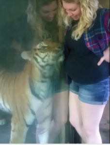SAJAHEBOH.COM - Wanita Hamil Mendekati Harimau Untuk Mengambil Gambar Di Zoo, Tanpa Diduga Harimau Tersebut Bertindak Di Luar Jangkaan LIKE PAGE: https://www.facebook.com/sajaheboh