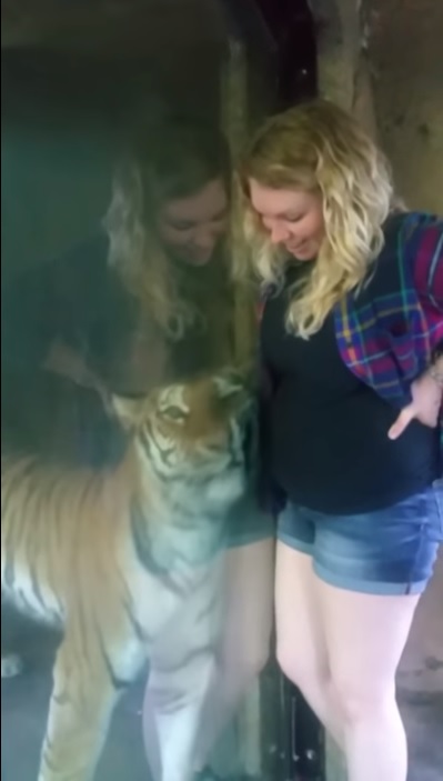 SAJAHEBOH.COM - Wanita Hamil Mendekati Harimau Untuk Mengambil Gambar Di Zoo, Tanpa Diduga Harimau Tersebut Bertindak Di Luar Jangkaan LIKE PAGE: https://www.facebook.com/sajaheboh