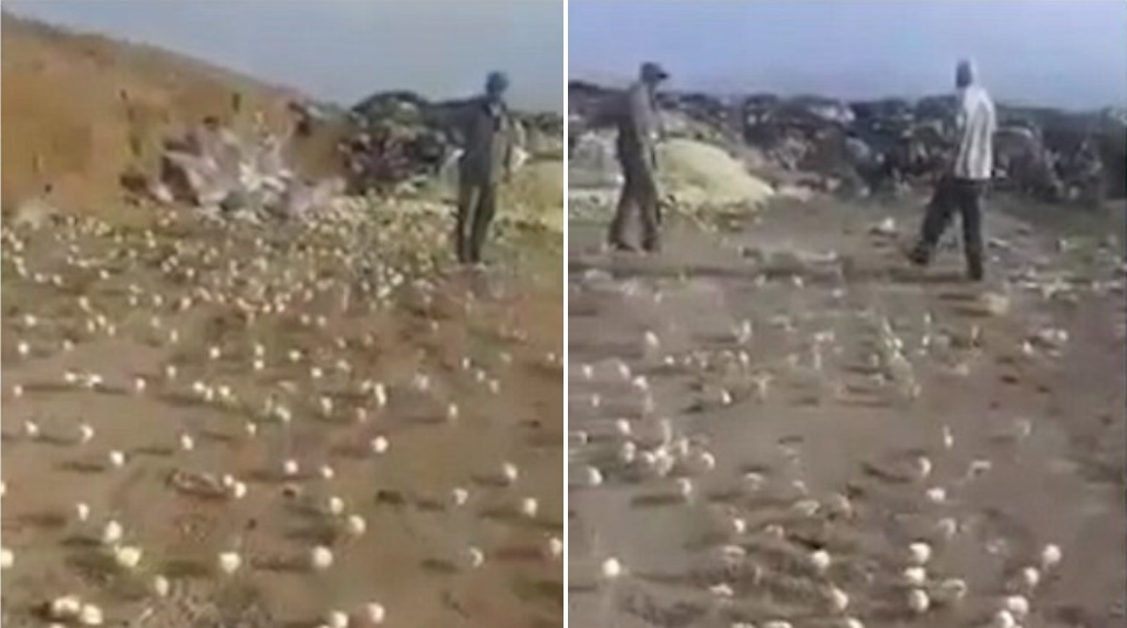 SAJAHEBOH.COM - Ratusan Telur Rosak Menetas, Anak Ayam Bertempiaran Di Tapak Pelupusan