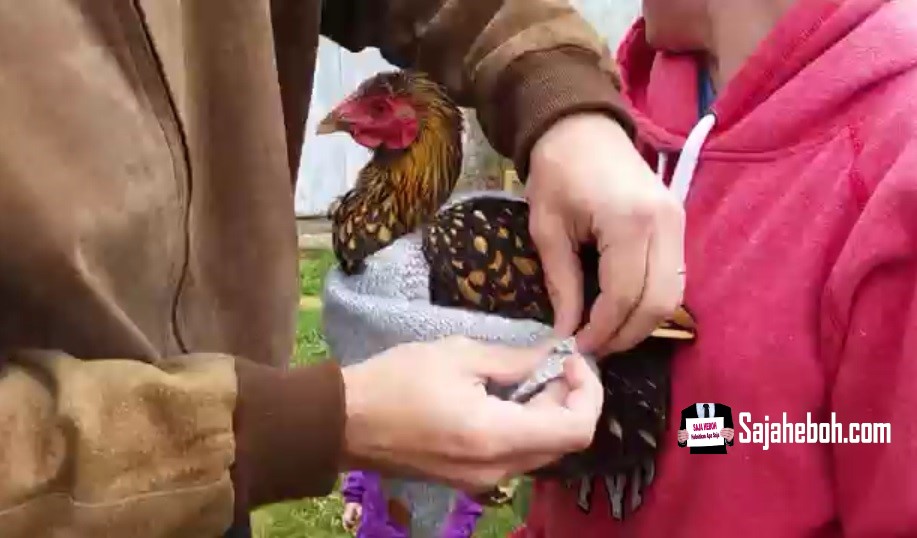 SAJAHEBOH.COM - Jahit Baju Untuk Ayam, Elakkan Mereka Mati Kesejukan, 60 Ekor Ayam Diselamatkan