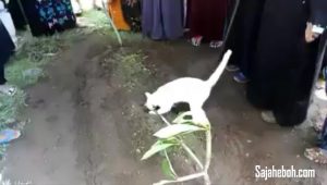 SAJAHEBOH.COM - Enggan Pulang, Kucing Rebahkan Diri Di Tanah Kubur, Meratapi Pemergian Tokwan