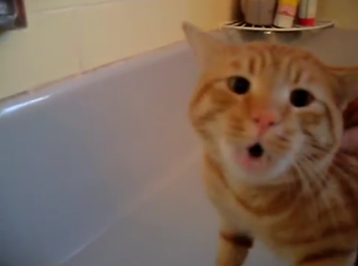 SAJAHEBOH.COM - Kucing Meraung Tak Nak Mandi Walaupun Badan Kotor Hingga Suara Jadi Serak