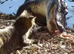 SAJAHEBOH.COM - Kucing Berani Cari Gaduh Dengan Aligator! Agaknya Siapa Akan Menang