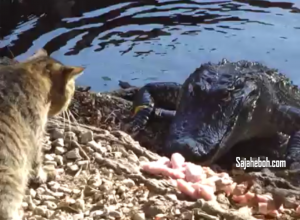 SAJAHEBOH.COM - Kucing Berani Cari Gaduh Dengan Aligator! Agaknya Siapa Akan Menang