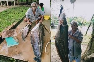 sajaheboh.com - Ikan Tapah 40 Kilogram Menjadi Rezeki Ramadan!