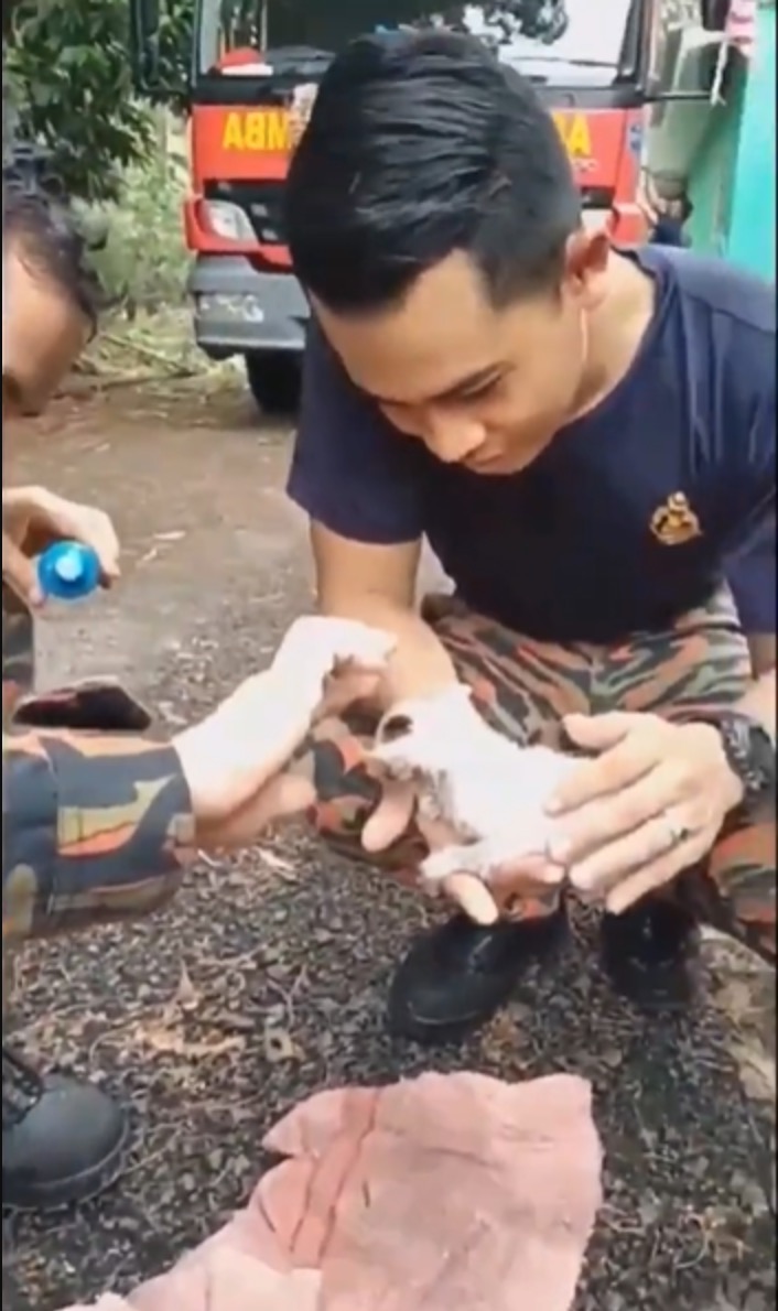 sajaheboh.com - Video Abang Bomba Malaysia Buat CPR Pada Anak Kucing Jadi Tular Ke Seluruh Dunia