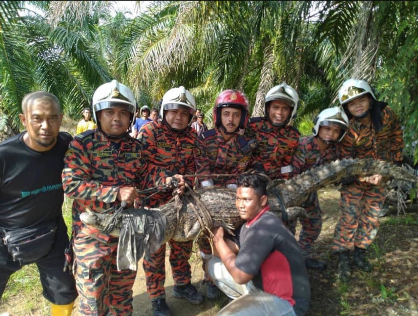 Buaya Sepanjang 3 Meter Ditemui Dalam Lopak Air Di Kampung Linau Kecil, Johor
