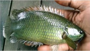 sajaheboh.com - Alasan Sebab Orang Zaman Dulu Suka Bela Ikan Puyu Dalam Rumah