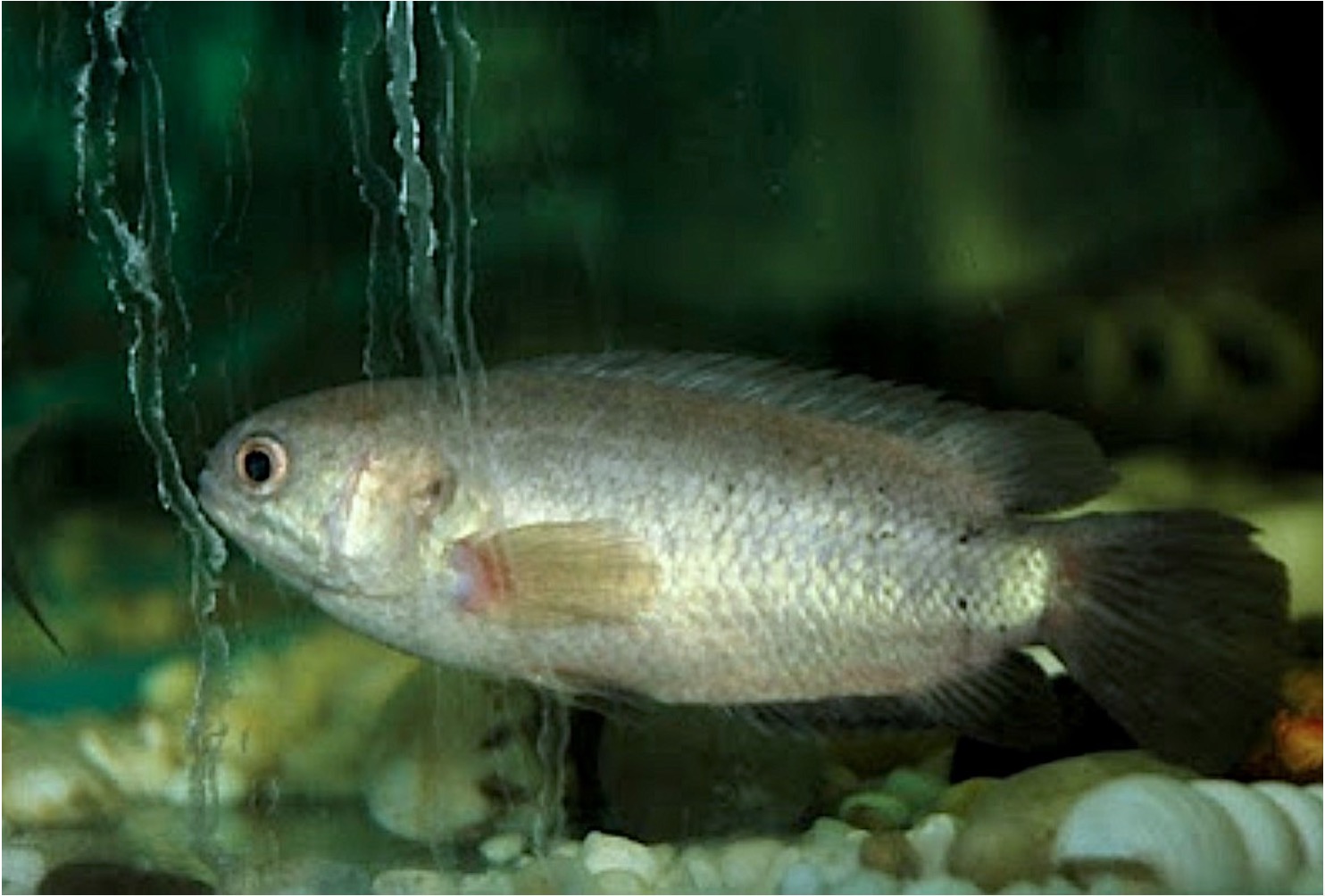 sajaheboh.com - Alasan Sebab Orang Zaman Dulu Suka Bela Ikan Puyu Dalam Rumah