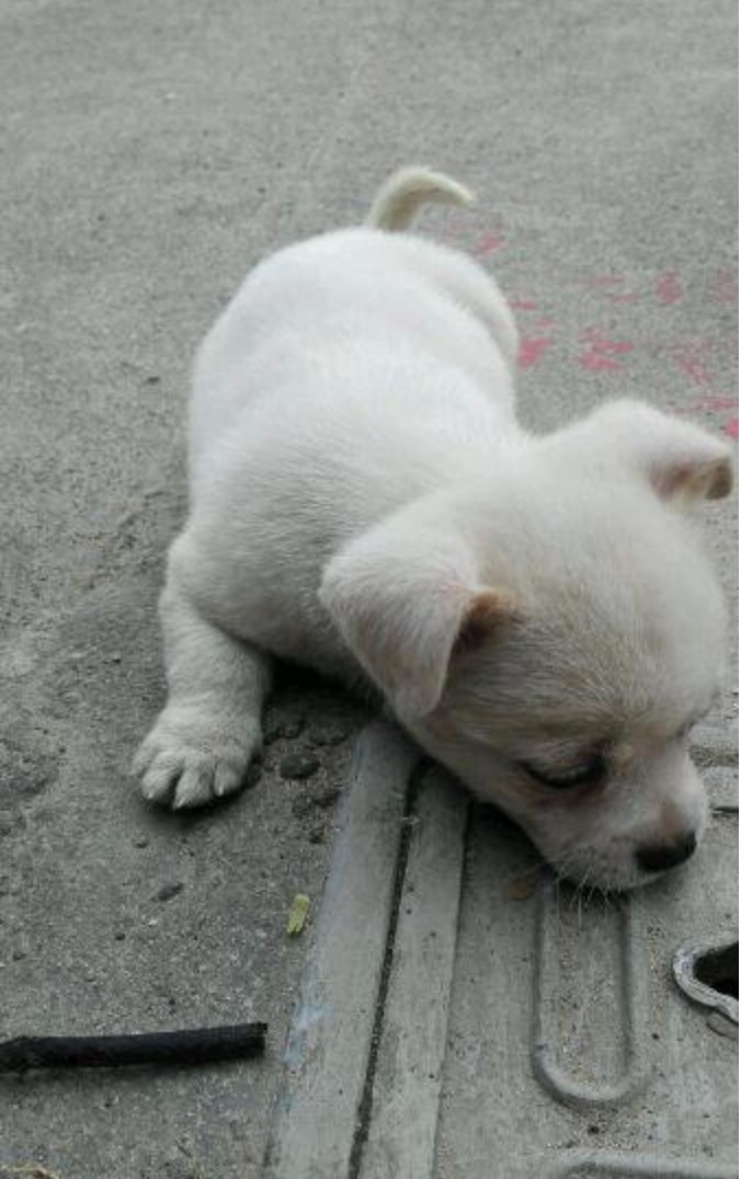 sajaheboh.com - Anak Anjing Sering Dilihat Duduk Atas Penutup Longkang Tepi Jalan, Rupanya Ada Kisah Lampau Dilaluinya Yang Amat Menghibakan 