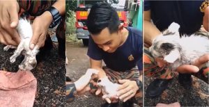 sajaheboh.com - Video Abang Bomba Malaysia Buat CPR Pada Anak Kucing Jadi Tular Ke Seluruh Dunia