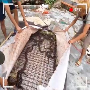 sajaheboh.com - Kecut Perut, Belasan Ekor Ular Bersarang Dalam Tilam Terbiar Buat Ramai Menggigil