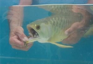 Baru Berhabis Duit Beli Ikan Mahal, Lelaki Panik Saat Perasan Mulut Ikan Itu Sentiasa Tutup Dan Terus Memeriksanya