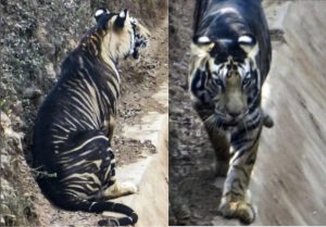 Paling Sukar Ditemui, Harimau Hitam Dilihat Muncul Semula, Jenis Yang Sangat 'RARE'