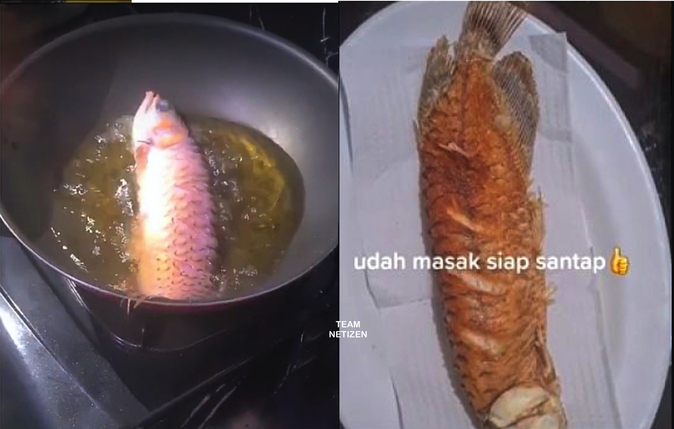 Kesal Suami Enggan Bersihkan Akuarium, Isteri Terpaksa Goreng Ikan Arowana Peliharaan Suami - sajaheboh.com